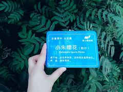 -南山植物园