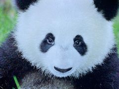 -成都大熊猫繁育研究基地