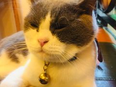 -李小姐の猫咖啡馆(五角场店)