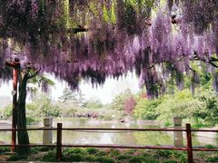 -嘉定紫藤园