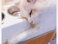 -屋虎猫馆(宝安大仟里店)