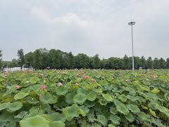 -嘉北郊野公园