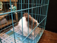 -志龙皇冠吃货椰子铺