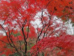 -中国茶叶博物馆(双峰馆区)