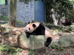 -都江堰中华大熊猫苑
