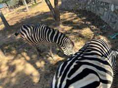 -石家庄市动物园