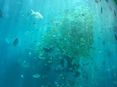 -瑞德姆美人鱼海底演艺主题餐厅(亚龙湾店)