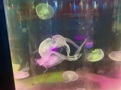 -苏州海洋馆