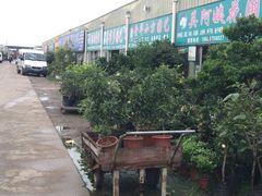 -龙大花卉苗木市场