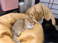 -逗柴咖啡屋·狗咖猫咖宠物桌游