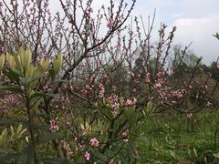 -桤木河湿地公园