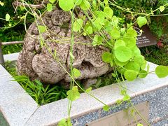 -广州神农草堂中医药博物馆