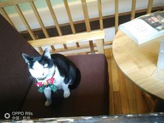 -猫的天空之城概念书店(杭州南宋御街店)