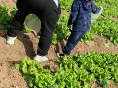 -前小桔亲子创意农场·草莓采摘·露营烧烤