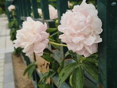 -洛阳市隋唐城遗址植物园