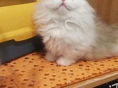 -欣宠猫屋·矮脚拿破仑·蓝金金渐层