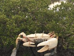 -北海金海湾红树林生态旅游区