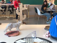 -飞行喵MR PILOT|猫舍·猫咖(静安大融城店)