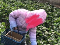 -小鱼草莓采摘园农家乐·小鱼餐厅