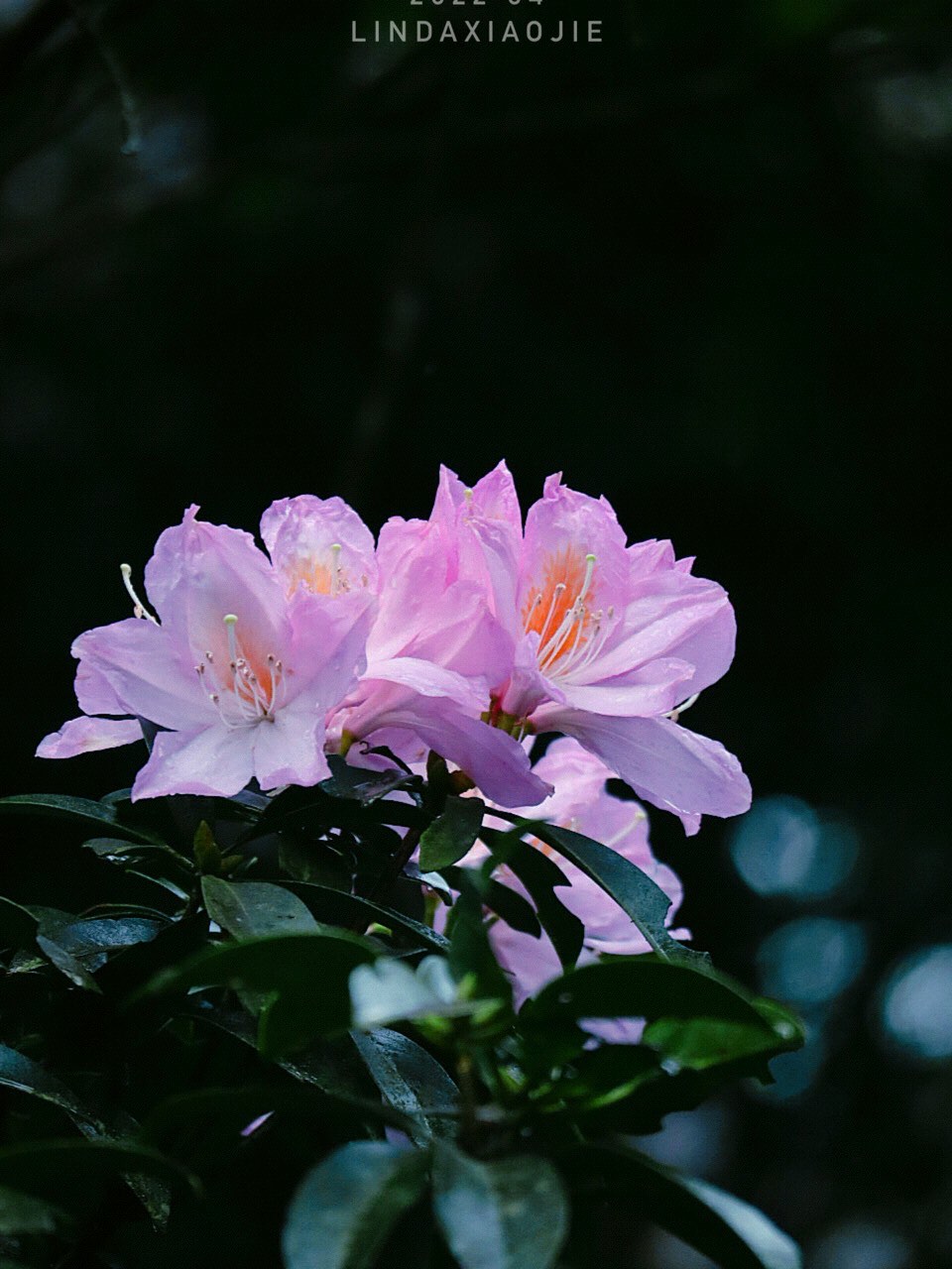 梧桐山万花屏图片