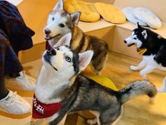 -Husky Go! 哈士奇体验馆·宠物咖啡厅狗咖