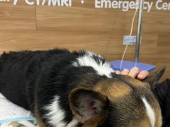 -爱侣宠医·鹦鹉专科·小型哺乳类·异宠专科(灵石路店)