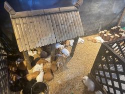 -酷嗒动物文化乐园(cutezoo西溪乐天城店)