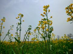 -汉长安城未央宫国家考古遗址公园