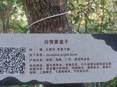 -海南霸王岭国家森林公园