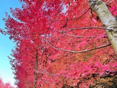 -南京枫彩漫城