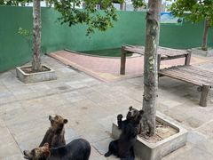 -西霞口神雕山野生动物世界