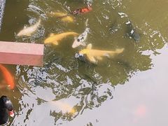 -合肥野生动物园