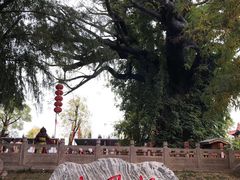 -大槐树寻根祭祖园