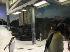 -悉尼海洋生物水族馆
