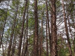 -莫尔道嘎国家森林公园