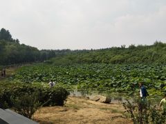 -丁香湖公园