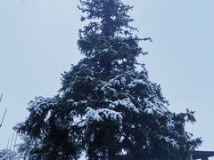 -树山生态村