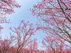 -三圣花乡旅游区