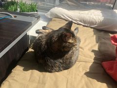 -宠爱国际动物医院· 猫科· 外科·中兽医(长白店)