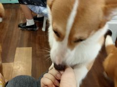 -柯斗斗主题餐厅·狗咖·围炉煮茶·茶饮(国瑞升平里店)