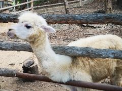 -清迈夜间动物园