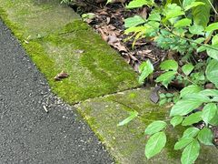 -广西壮族自治区药用植物园