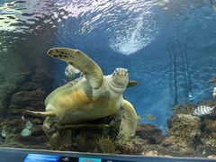 -上海海洋水族馆