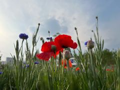 -三圣花乡旅游区