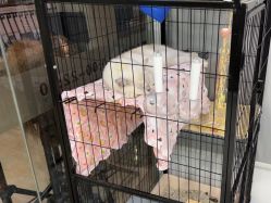 -镁连社·美联社