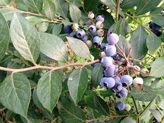 -金谷域澳洲庄园