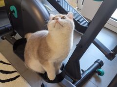 -猫大福·Fortune Cat猫舍(百子湾店)