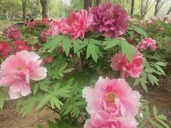 -石家庄市植物园