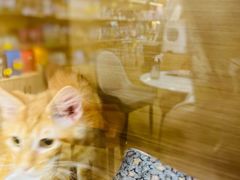 -袖虎猫馆(十亩地店)