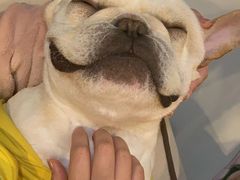 -萌兽医馆·宠物医院·猫骨科(创景店)